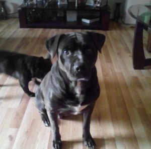 Meet your Posher, James